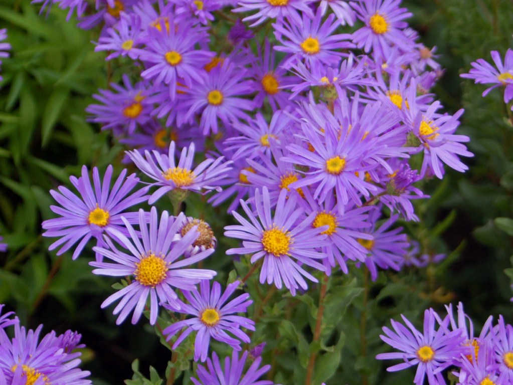 purple flowers of American Aster