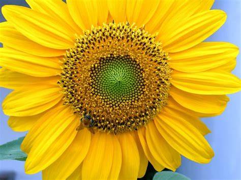 yellow flower of Annual Sunflower