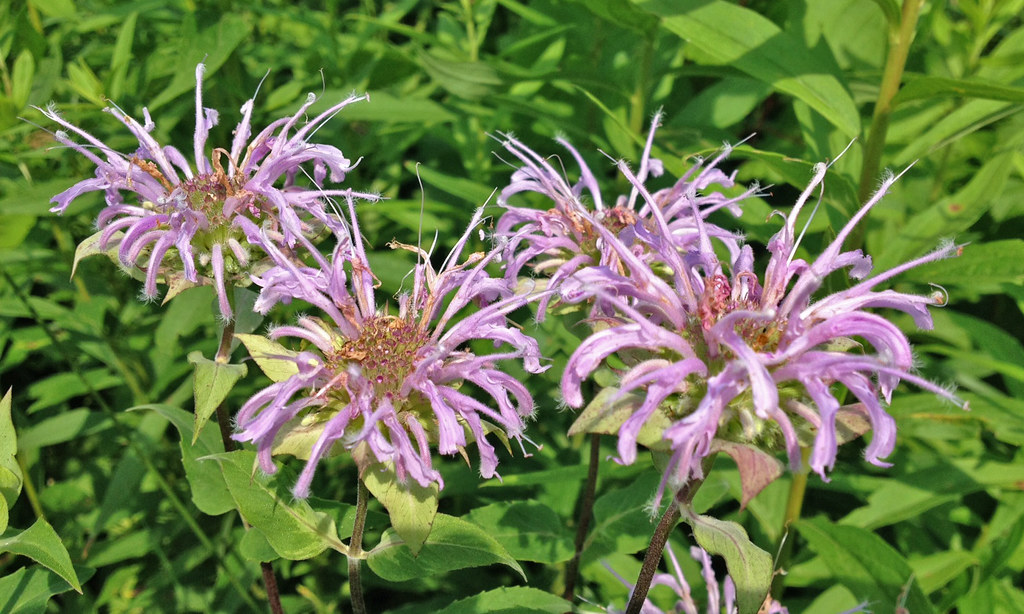 purple flowers of Bee Balm