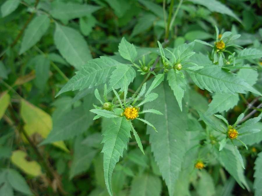green leaves and yellow flowers of Common Beggar-ticks