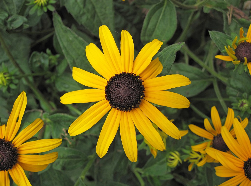 yellow flowers of Black-Eyed Susans
