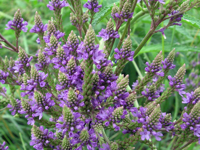 purple flowers of Blue Vervain