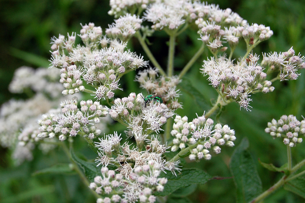 white flowers of Common Boneset
