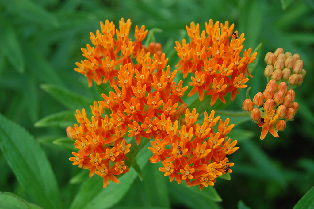 orange flowers of Butterfly Milkweed