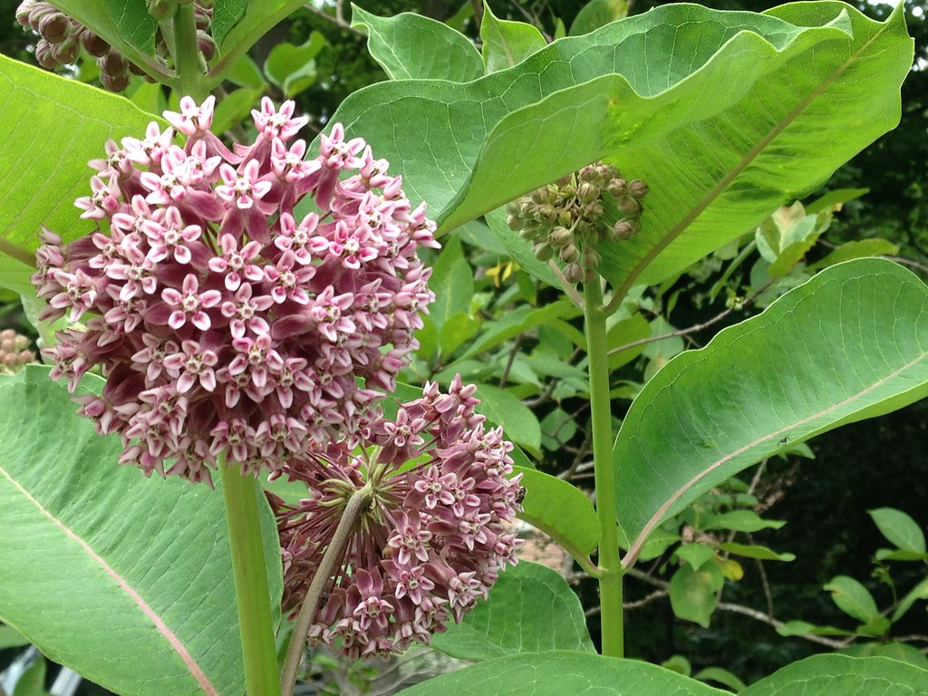 pink flowers of Common Milkweed