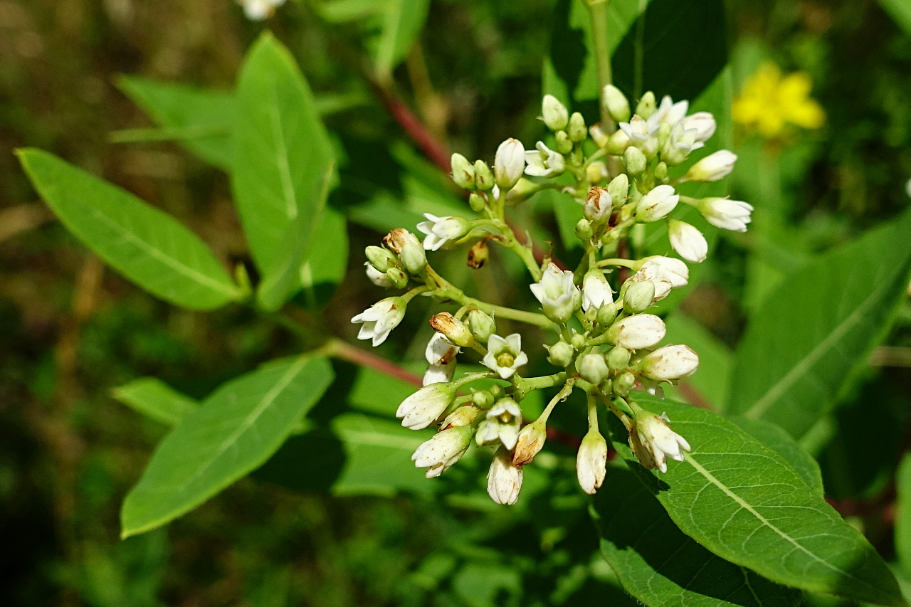 white flowers of Common Dogbane