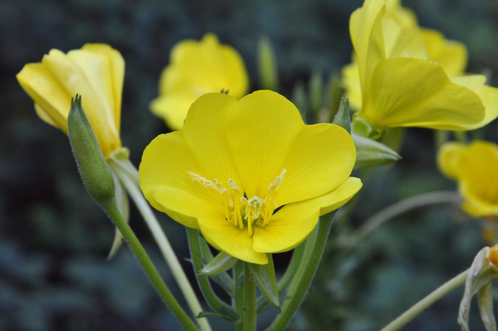 yellow flowers of Evening Primrose