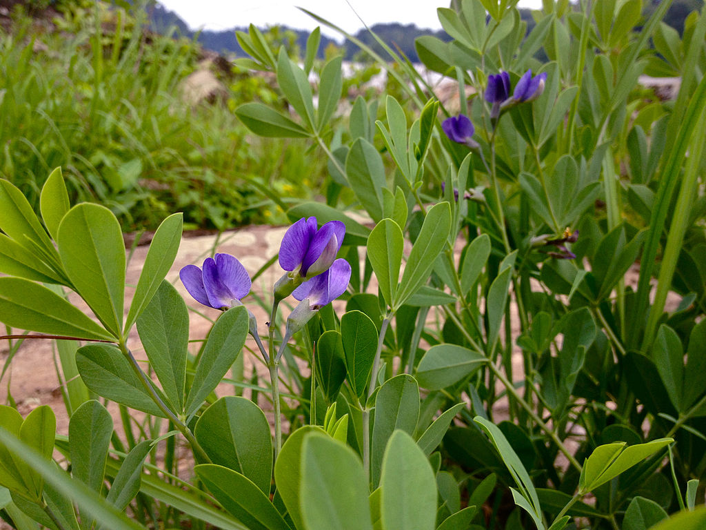 purple flowers of False Blue Indigo
