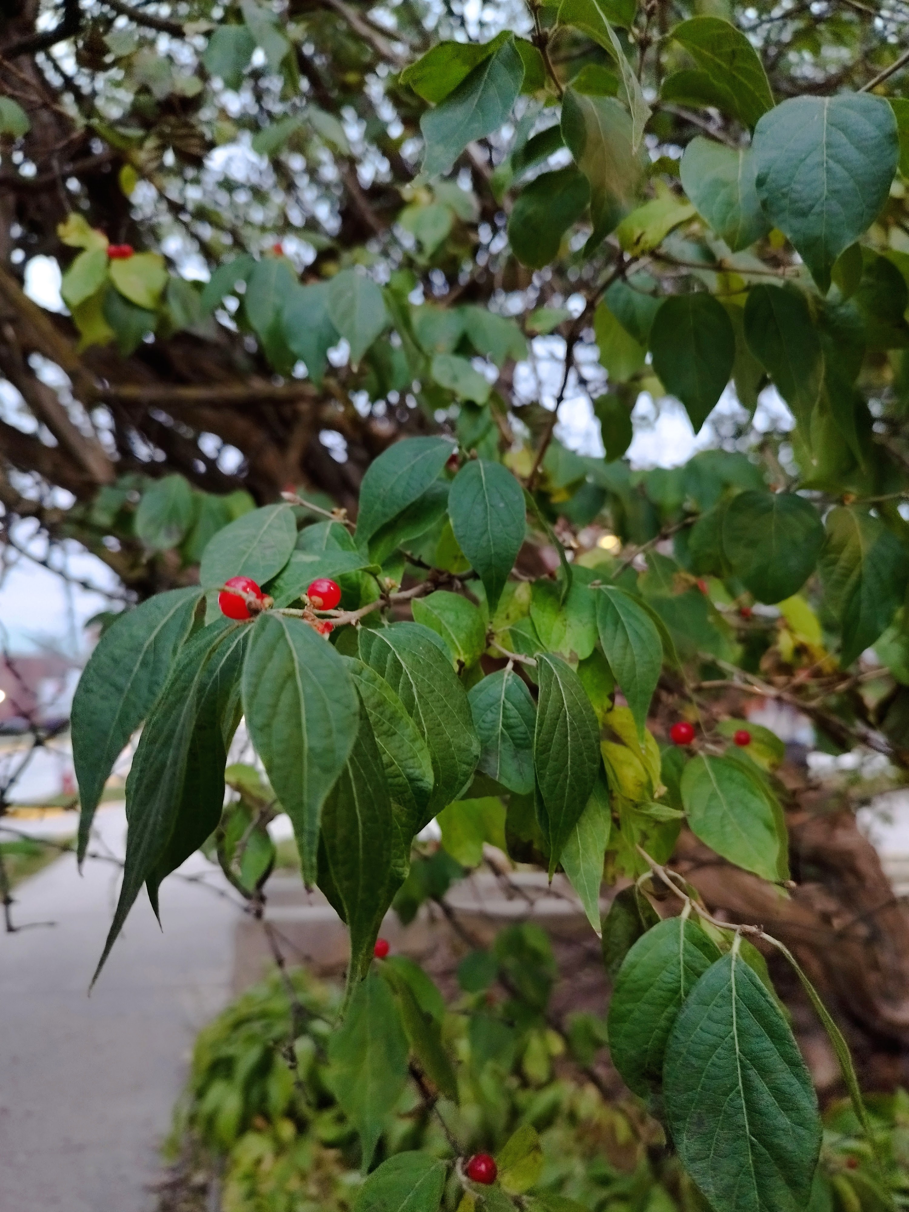A branch from a honeysuckle tree