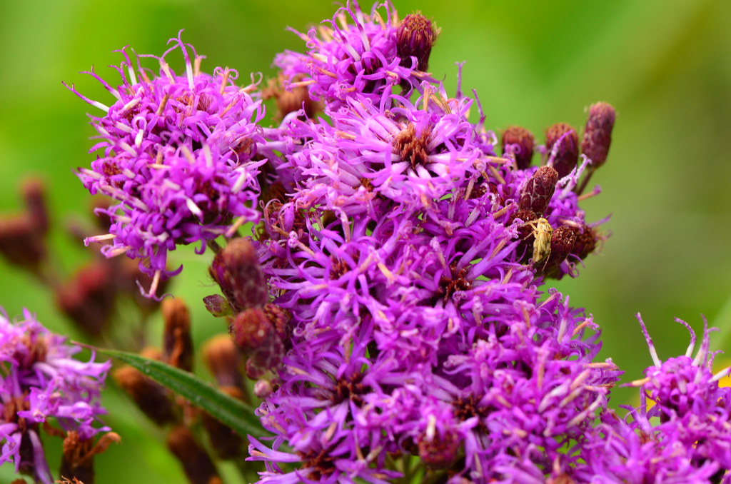 purple flowers of Common Ironweed