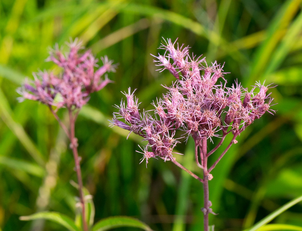 pink flowers of Spotted Joe-Pye Weed
