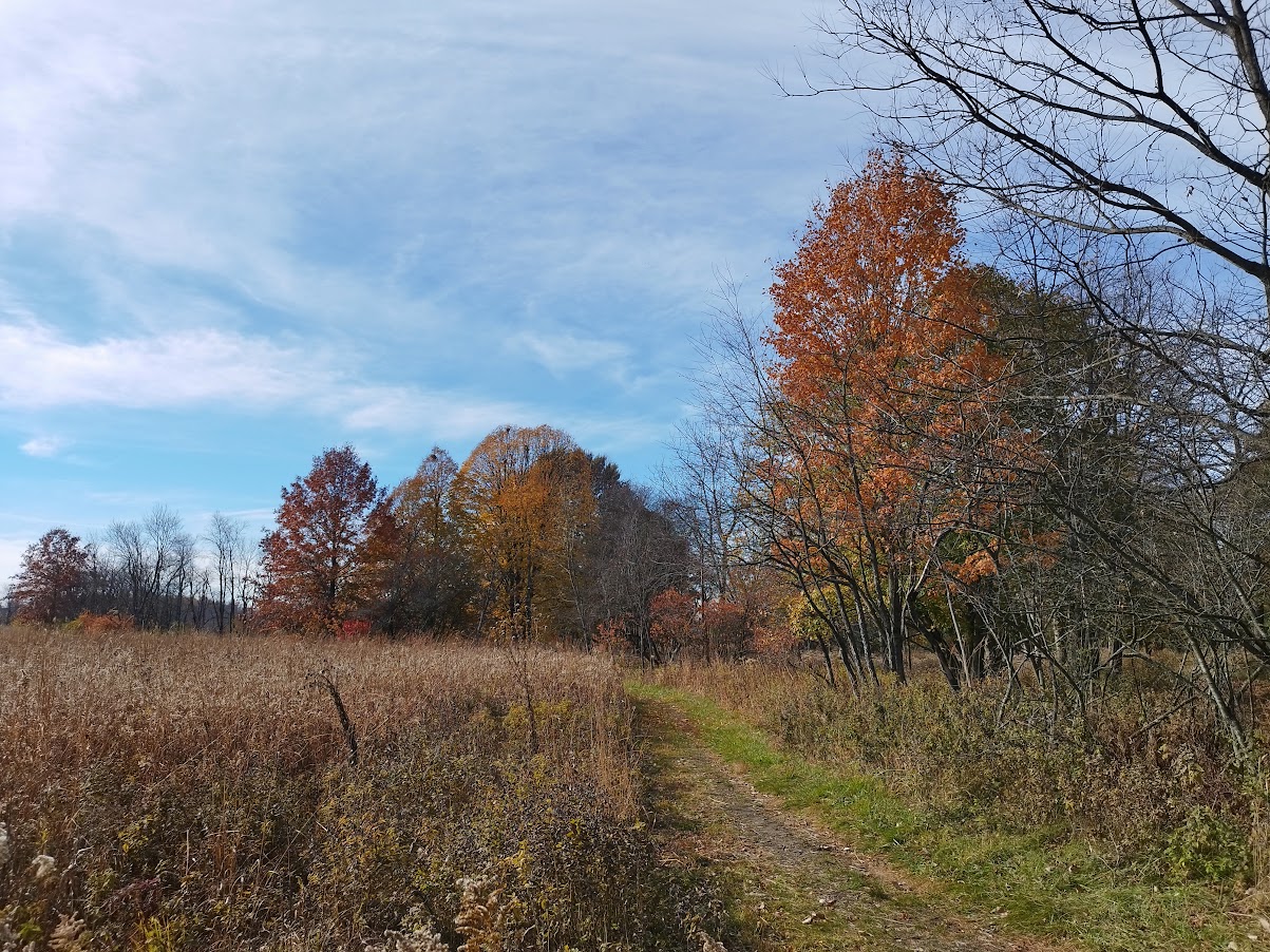 a curved path lined up with tall grass on one side and various trees on the other