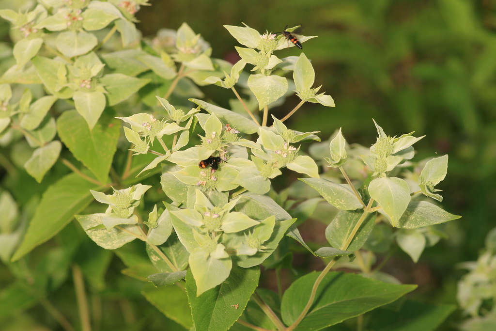 pale green leaves of Virginia Mountain Mint