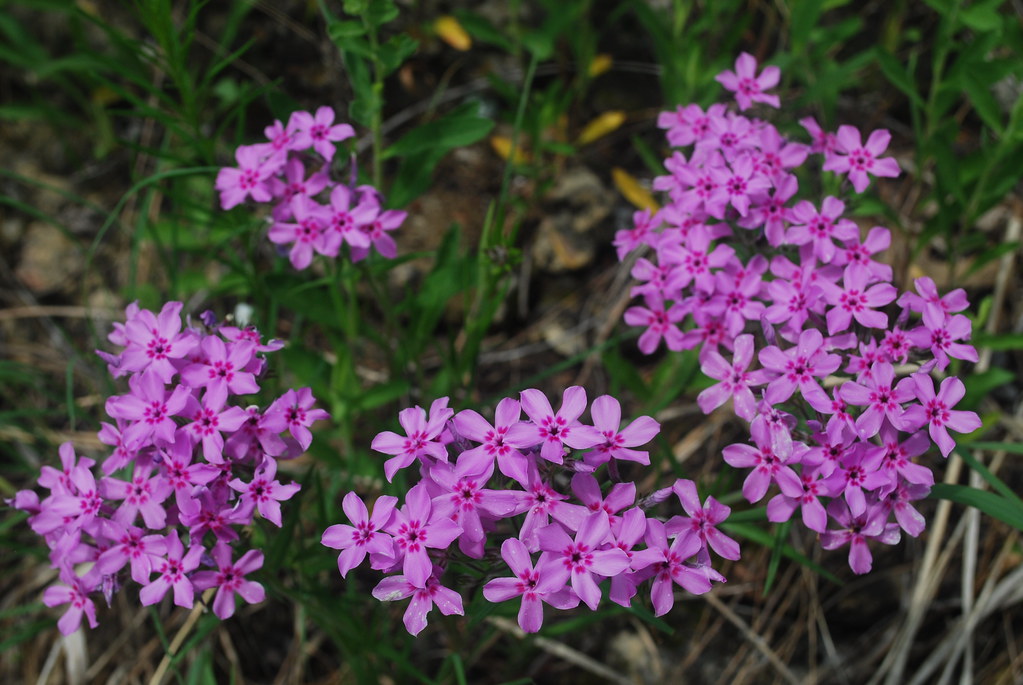 purple flowers of Prairie Phlox
