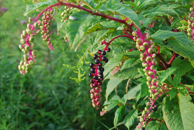dark purple fruit of Common Pokeweed