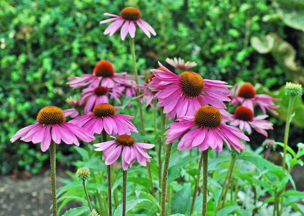 purple-pink flowers of Purple Coneflowers