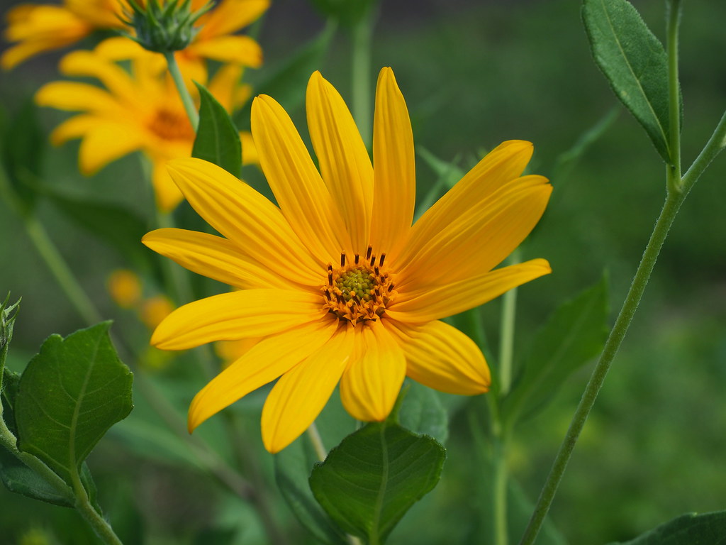 yellow flower of Sunchoke