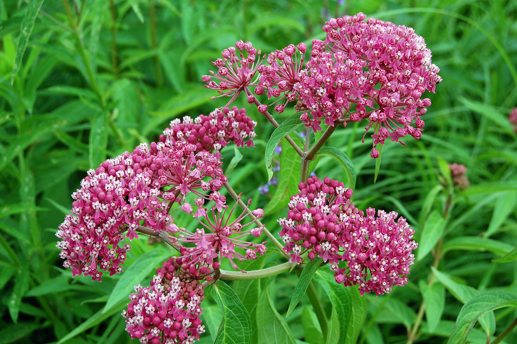 pink flowers of Swamp Milkweed