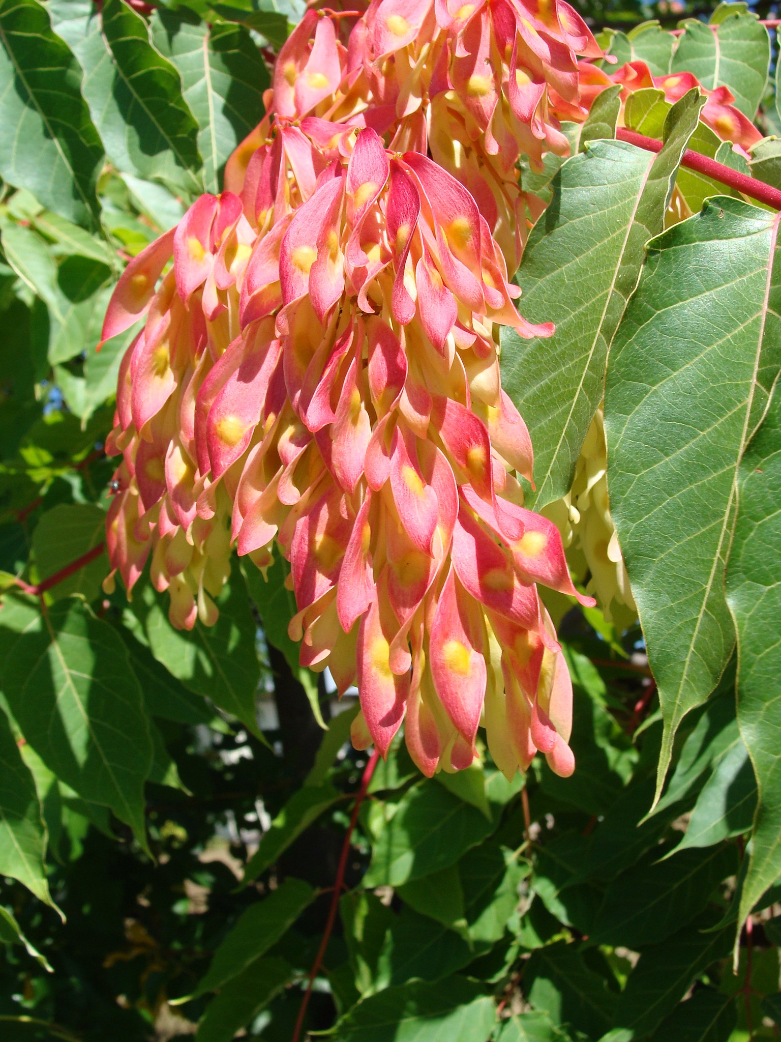Tree of Heaven seeds and leaves