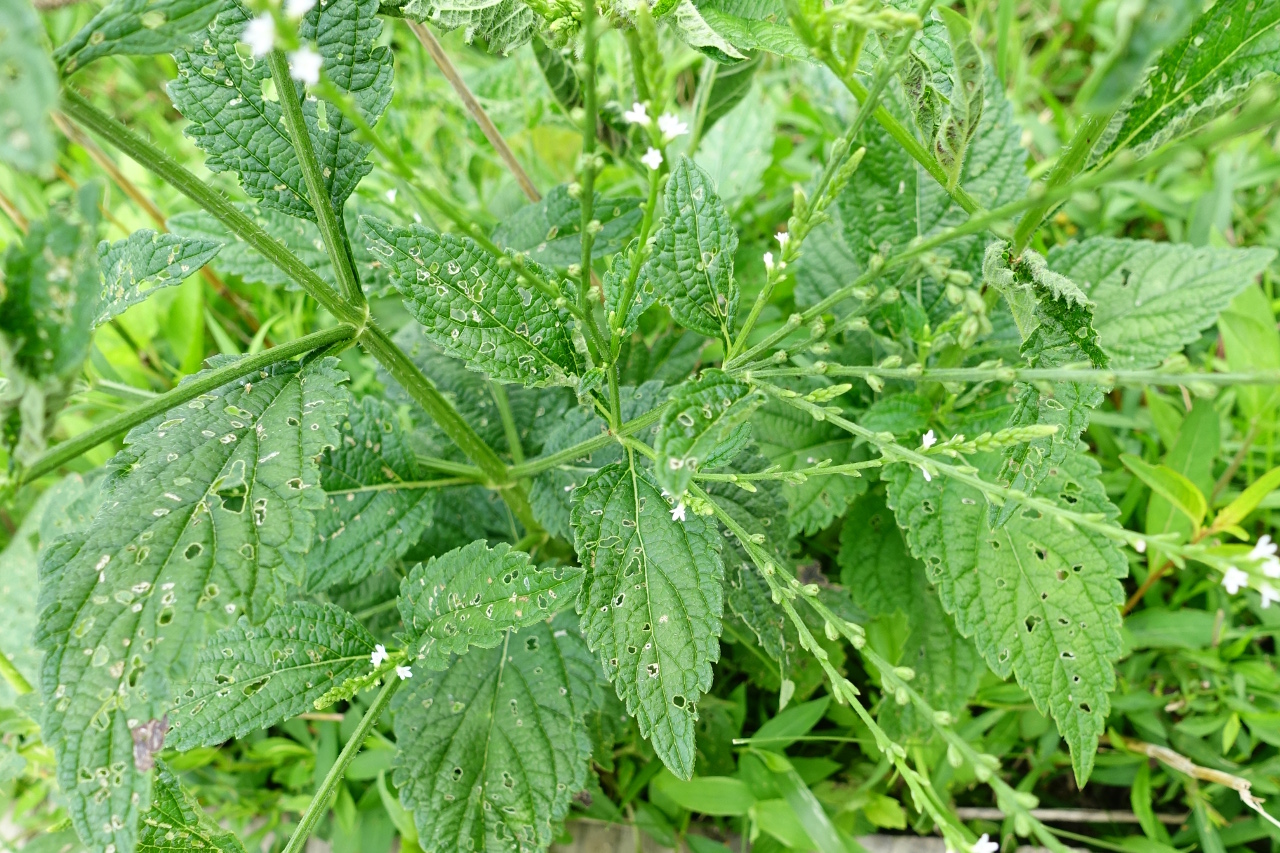 green leaves and small white flowers of White Vervain